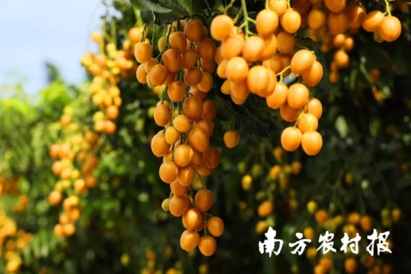 天成创亿 云浮郁南：“媒体+”延链强链补链，无核黄皮冲刺百亿产值